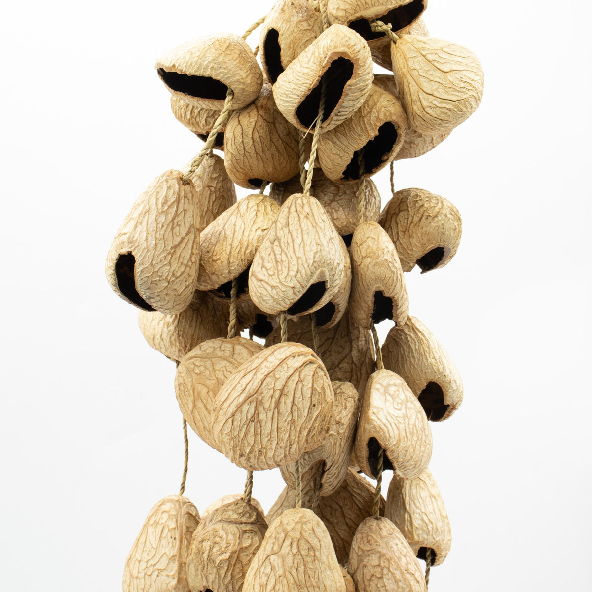 Strand of pangi seed shells hanging vertically from its cord against a pale wall - view 8
