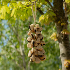 Strand of pangi seed shells hanging vertically from its cord against a pale wall - view 4