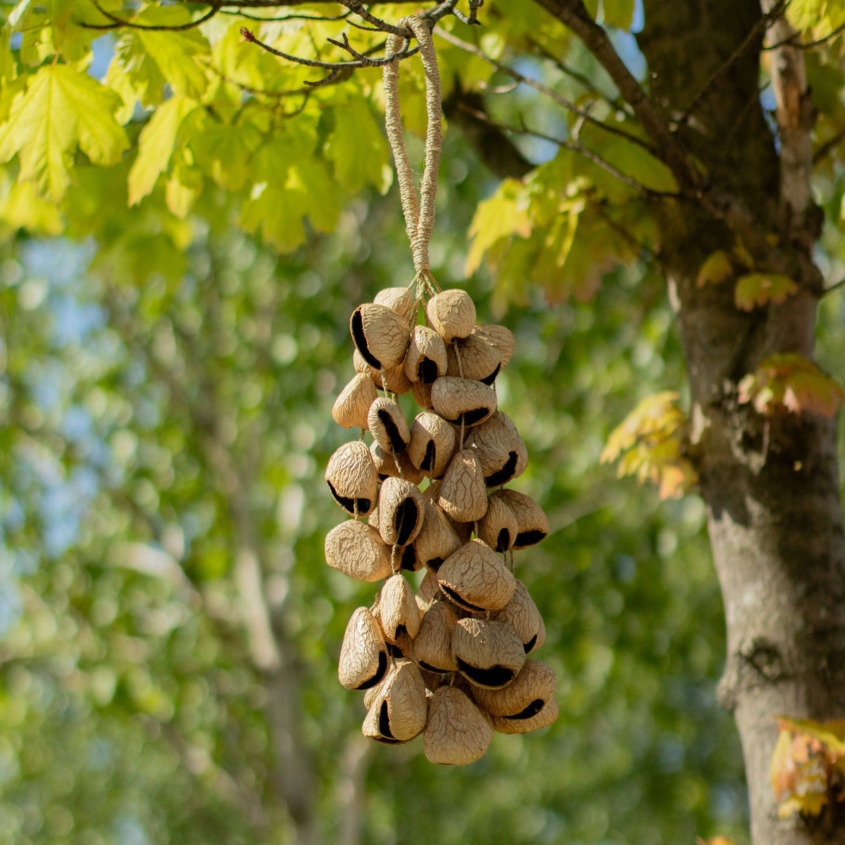 Strand of pangi seed shells hanging vertically from its cord against a pale wall - view 4