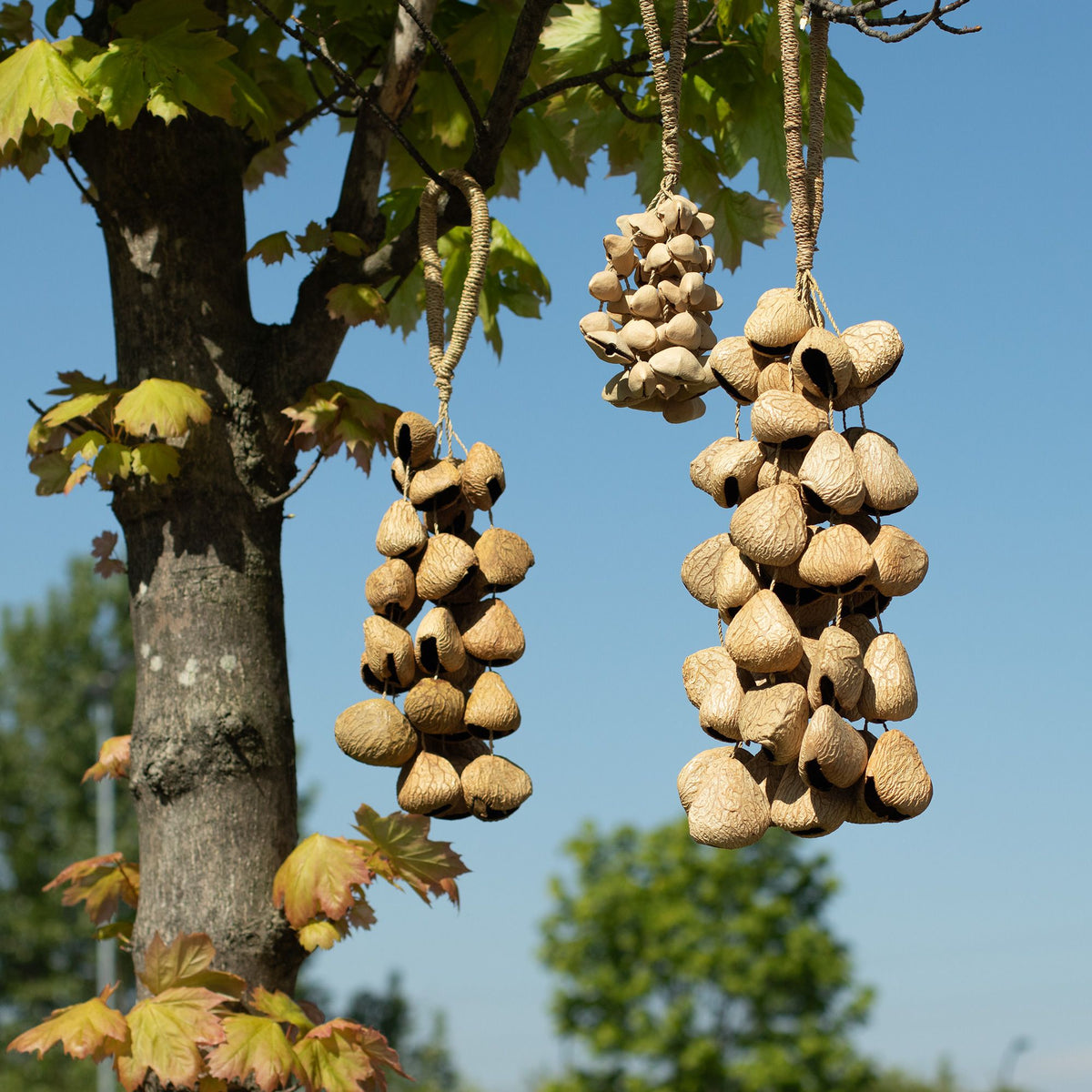 Strand of pangi seed shells hanging vertically from its cord against a pale wall - view 3