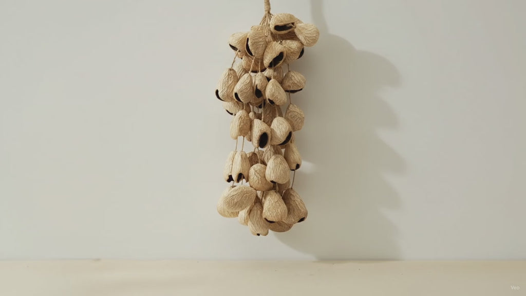 Strand of pangi seed shells hanging vertically from its cord against a pale wall video