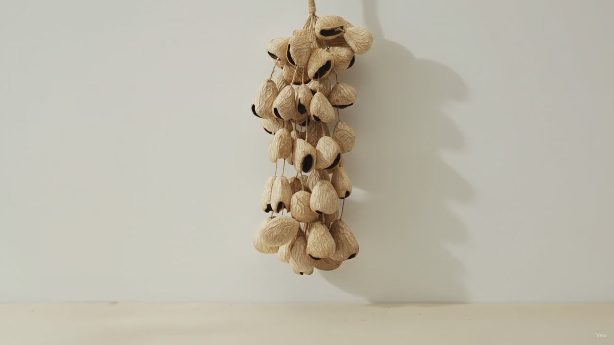 Strand of pangi seed shells hanging vertically from its cord against a pale wall video